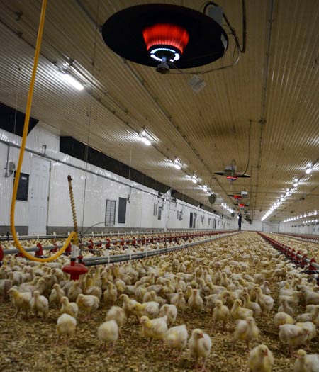 Ferme Barivol
