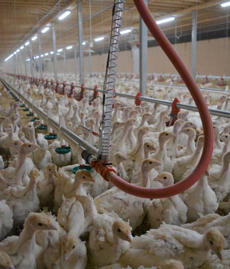 Ferme R. Brouillard & Fils