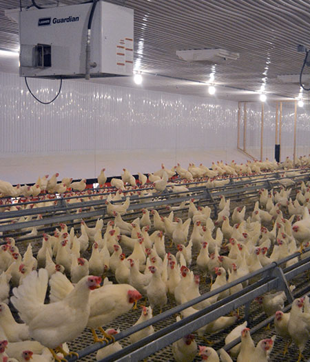Ferme Gregory Elliot