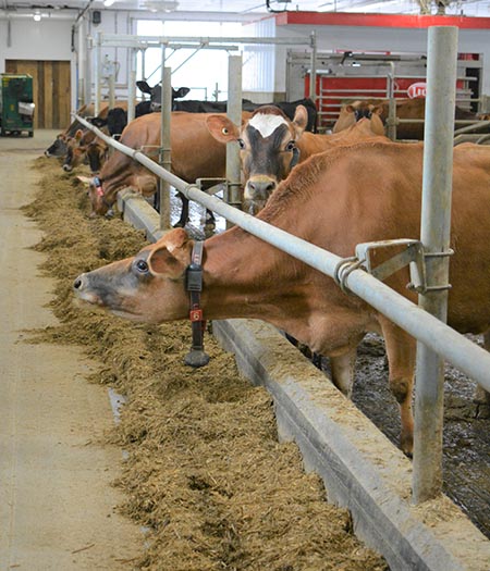 Ferme Jelau