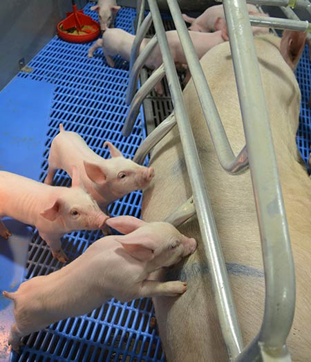 Le Porc du Moine