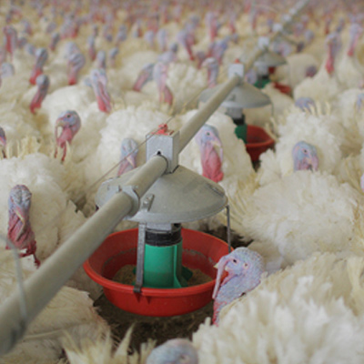 Model ATF™ Plus Feeder