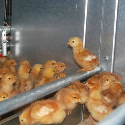Volière à poussins