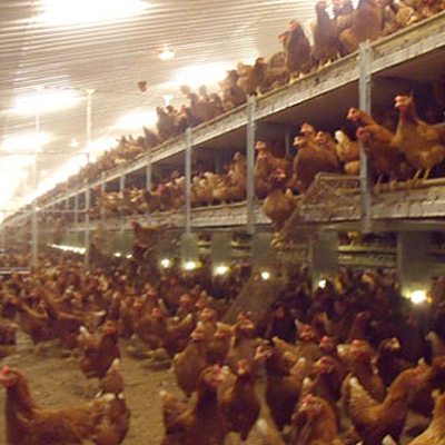 Volières pour poules pondeuses