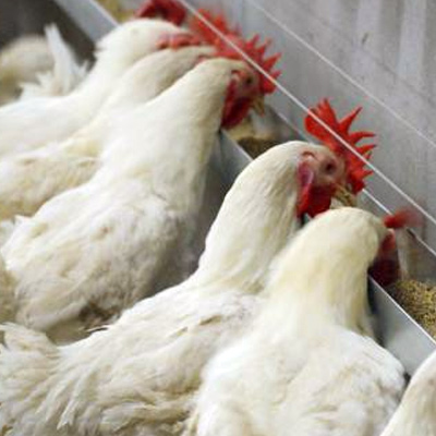 Système d'alimentation pour coqs